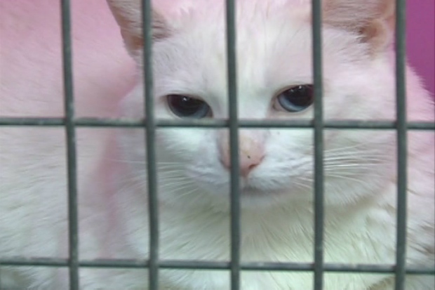 Elrose woman denied 100 cats seized by Animal Protection, Report