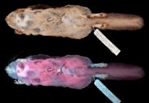 Flying pink squirrel found, Some creatures have all the fun Flying pink squirrel found, Some creatures have all the fun