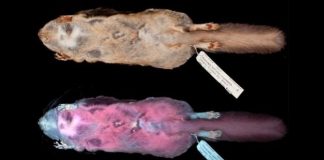 Flying pink squirrel found, Some creatures have all the fun Flying pink squirrel found, Some creatures have all the fun