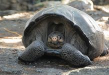 Giant tortoise believed extinct for 100 years found, Report Giant tortoise believed extinct for 100 years found, Report