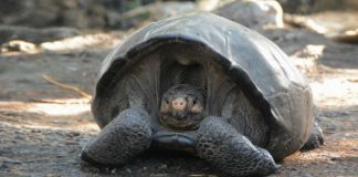 Giant tortoise believed extinct for 100 years found, Report