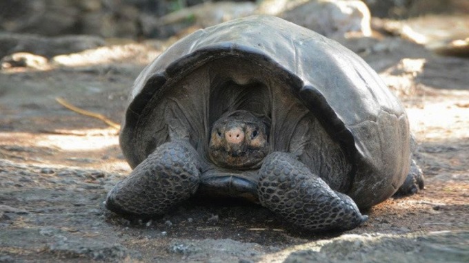 Giant tortoise believed extinct for 100 years found, Report