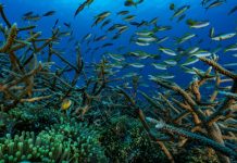 Great Barrier Reef at threat from dirty water due to recent floods, Report Great Barrier Reef at threat from dirty water due to recent floods, Report