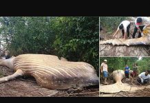Humpback whale found dead in Brazil’s Amazon jungle (Watch) Humpback whale found dead in Brazil's Amazon jungle (Watch)