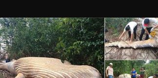 Humpback whale found dead in Brazil’s Amazon jungle (Watch) Humpback whale found dead in Brazil's Amazon jungle (Watch)