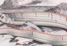 Japan: oarfish raise fears of earthquake and tsunami Japan: oarfish raise fears of earthquake and tsunami