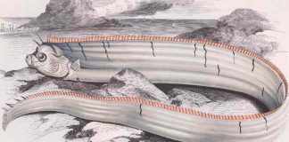 Japan: oarfish raise fears of earthquake and tsunami Japan: oarfish raise fears of earthquake and tsunami