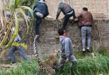Leopard rampage in India, injures four (Video) Leopard rampage in India, injures four (Video)