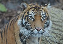 London Zoo tiger killed by potential mate, Report London Zoo tiger killed by potential mate, Report