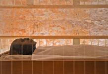 New curses from Tut, others asked for blessings from the boy king New curses from Tut, others asked for blessings from the boy king