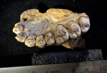 Oldest evidence of humans outside Africa Oldest evidence of humans outside Africa