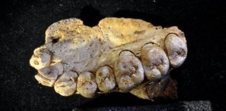 Oldest evidence of humans outside Africa