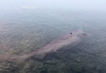 Researchers intrigued by remains of pregnant sixgill shark on B.C. beach Researchers intrigued by remains of pregnant sixgill shark on B.C. beach
