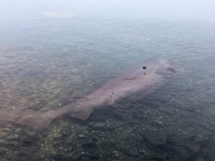 Researchers intrigued by remains of pregnant sixgill shark on B.C. beach