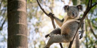 Sexy Koala Viral Video: World’s most ‘seductive’ koala Sexy Koala Viral Video: World's most 'seductive' koala