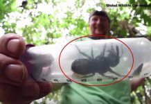 World’s largest bee rediscovered in Indonesia (Watch) World's largest bee rediscovered in Indonesia (Watch)
