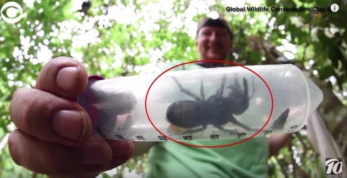 World's largest bee rediscovered in Indonesia (Watch)