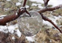 ‘Ghost Apples’ Discovered in Icy Orchard in Michigan (Photo) ‘Ghost Apples’ Discovered in Icy Orchard in Michigan (Photo)