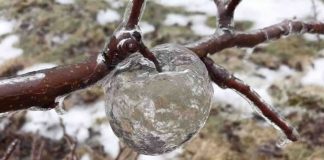 ‘Ghost Apples’ Discovered in Icy Orchard in Michigan (Photo) ‘Ghost Apples’ Discovered in Icy Orchard in Michigan (Photo)