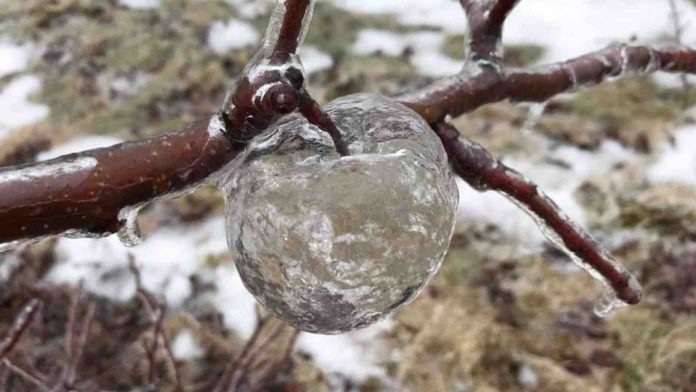 ‘Ghost Apples’ Discovered in Icy Orchard in Michigan (Photo)