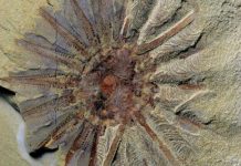 520 Million Year Old Sea Creature, With 18 Tentacles 520 Million Year Old Sea Creature, With 18 Tentacles