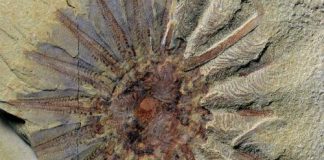 520 Million Year Old Sea Creature, With 18 Tentacles
