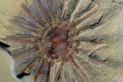 520 Million Year Old Sea Creature, With 18 Tentacles