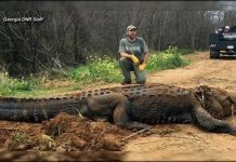 700-pound alligator discovered by wildlife officials (Photo) 700-pound alligator discovered by wildlife officials (Photo)