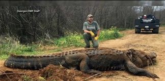 700-pound alligator discovered by wildlife officials (Photo) 700-pound alligator discovered by wildlife officials (Photo)