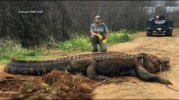700-pound alligator discovered by wildlife officials (Photo)