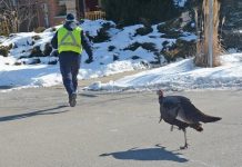 Canada Post worker chased down by wild turkey in Mississauga (Watch) Canada Post worker chased down by wild turkey in Mississauga (Watch)