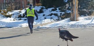 Canada Post worker chased down by wild turkey in Mississauga (Watch)