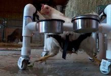 Chicken fitted with ‘wheelchair’ so it can walk (Photo) Chicken fitted with ‘wheelchair’ so it can walk (Photo)