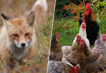 Chickens gang up on fox to death on French farm (Reports) Chickens gang up on fox to death on French farm (Reports)