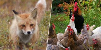 Chickens gang up on fox to death on French farm (Reports) Chickens gang up on fox to death on French farm (Reports)