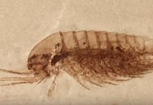 China fossil discovery, Scientists Stumble on ‘Mindblowing’ Find China fossil discovery, Scientists Stumble on 'Mindblowing' Find