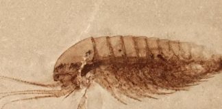 China fossil discovery, Scientists Stumble on ‘Mindblowing’ Find China fossil discovery, Scientists Stumble on 'Mindblowing' Find