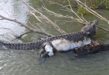 Crocodile Bismarck: Plans a public farewell for a 16ft “gentle giant” Crocodile Bismarck: Plans a public farewell for a 16ft “gentle giant”