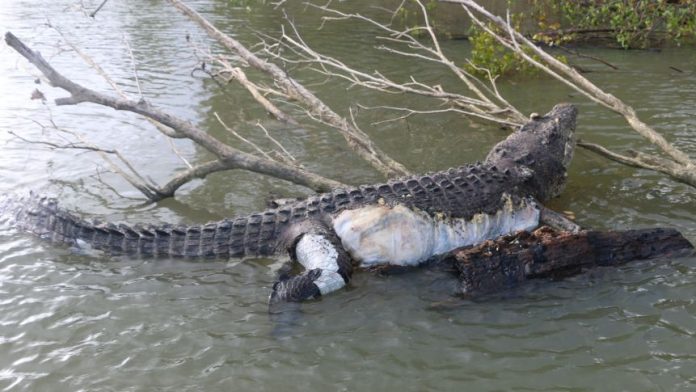 Crocodile Bismarck: Plans a public farewell for a 16ft “gentle giant”
