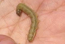 Fall armyworms, long-time American pest Fall armyworms, long-time American pest
