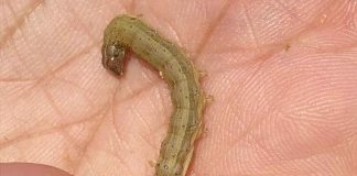 Fall armyworms, long-time American pest Fall armyworms, long-time American pest