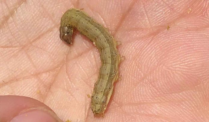 Fall armyworms, long-time American pest