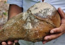 Fossils Ancient Sloth discovered in Belize Fossils Ancient Sloth discovered in Belize