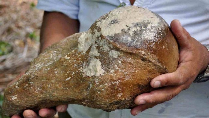 Fossils Ancient Sloth discovered in Belize