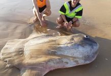 Giant sunfish washes up on beach in South Australia (Picture) Giant sunfish washes up on beach in South Australia (Picture)