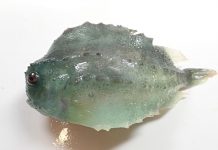 Gulf: unexpected invertebrate along with the crustaceans Gulf: unexpected invertebrate along with the crustaceans