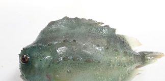 Gulf: unexpected invertebrate along with the crustaceans Gulf: unexpected invertebrate along with the crustaceans