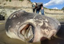 Hoodwinker Sunfish on California beach (rare species) Hoodwinker Sunfish on California beach (rare species)
