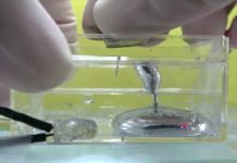 Liquid metal that stretches like ‘Terminator’ (Study) Liquid metal that stretches like 'Terminator' (Study)