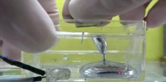 Liquid metal that stretches like ‘Terminator’ (Study) Liquid metal that stretches like 'Terminator' (Study)